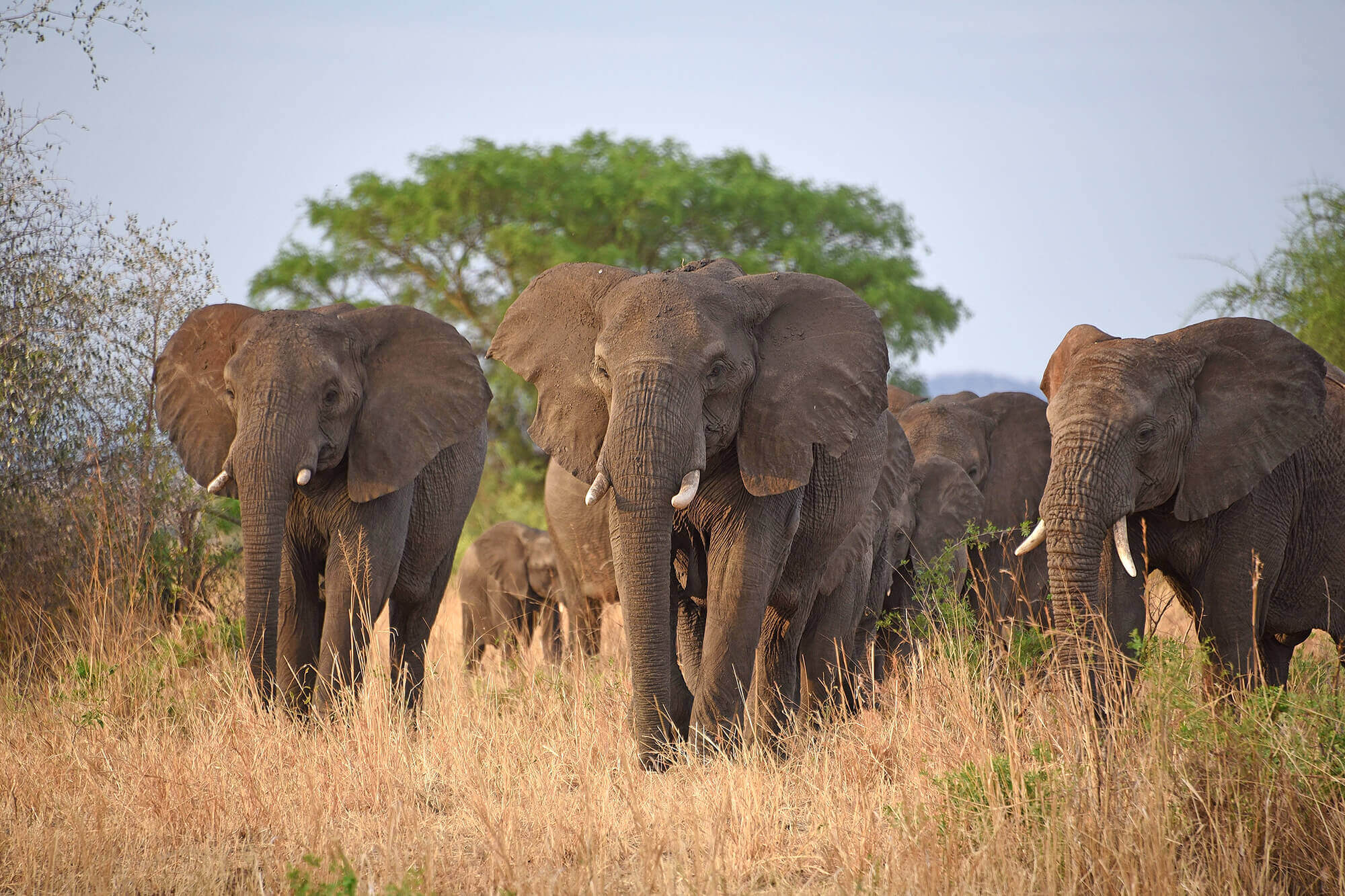 Aufmacher für die Webdesign Referenz von Kikooko Africa Safaris